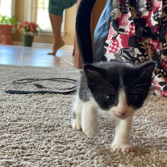 🐱 Kittens Update!🐱 - Picture 4 of 8